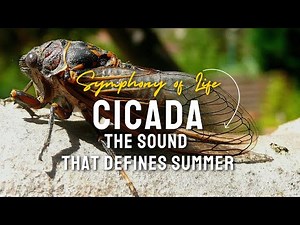 What’s That Sound? It’s the 17-Year Screaming Cicada | Nature’s Hidden Symphony