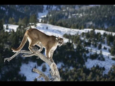 Mountain Lion Hunting in Idaho with a Bow