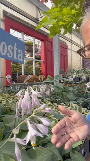 6.9K views · 40 reactions | Full shade to part shade easy care perennial for the garden. | St. Mary's Nursery and Garden Centre Ltd. | Facebook