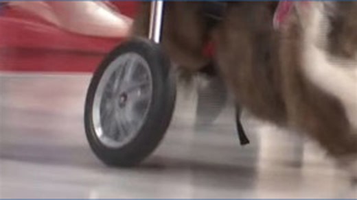 Corgi race at halftime of Ohio State men's basketball game