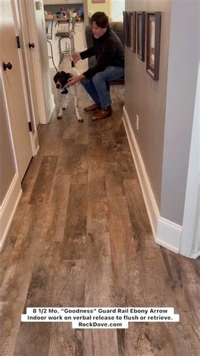 Teaching a Young Pointer to Flush or Retrieve on Command.