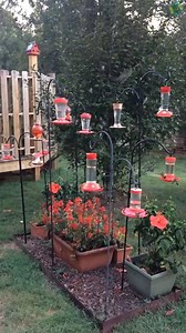 Check out these Tennessee Hummingbirds sent to us by a viewer! 🌺 Did you know Hummingbirds are the smallest birds on Earth? 🌎 | WZTV FOX 17 News, Nashville