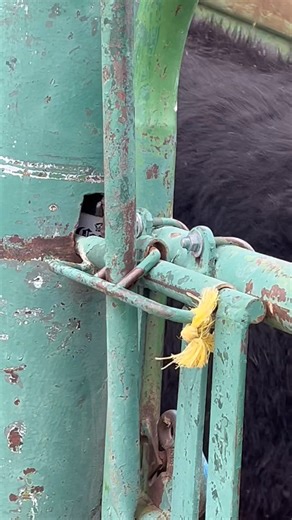 3.7K views · 143 reactions | Thank you everyone who attended, competed and watched Buckaroo Traditions Gathering 2025. Our success remains with you, our judges, our crew , our board members , our volunteers and the cattle. We want to extend our blessings to you and your family over the holiday season ,and hope to see you in 2026! #buckarootraditionsgathering. #buckaroo | Buckaroo Traditions Gathering | Facebook