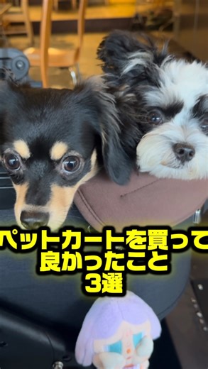 いなり🦊【ダワワ】チワックス on Instagram: "ペットカートを買って良かったこと3選🦊 いなりの使っているペットカートはエアバギーです！ @airbuggy_petandlife #チワックス #癒し #子犬 #puppylove #chihuahua #チワワ #airbuggy #ダックス"