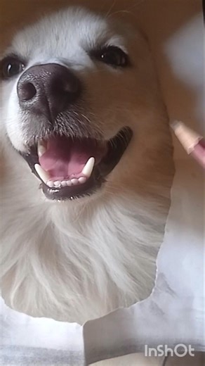 How To Draw A Hyper-Realistic Dog (10 Hour Time Lapse) ✍️