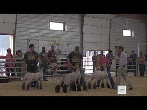 4-H and FFA Sheep Shows Held At 2025 Scotts Bluff County Fair