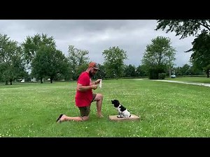 Field Bred English Cocker Spaniel Puppy - Place Board Training and Retrieving