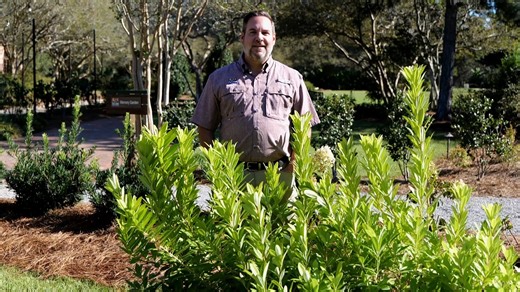 16K views · 190 reactions | Florida Sunshine Anise is the latest Louisiana Super Plant selection. LSU AgCenter horticulturist Jason Stagg discusses how to grow it. | LSU AgCenter | Facebook