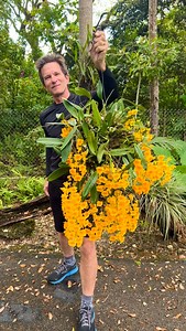 Loving the Sunshine 🌼🥰🌼 Take a look, friends 😍 These Dendrobium aggregatum (lindleyi) are putting on an absolutely stunning display. Proof that patience in orchid care always pays off 👀🫶🌼’s #orchids #orquideas #flowers #orquidea #orchid | Orchid Growing by James Furst