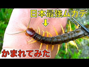 かまれて検証！日本最強ムカデの毒はハブと同レベル！？【ハブムカデ・沖縄】