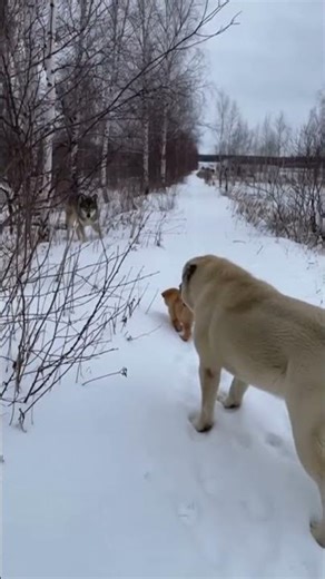 He just stood in front of the puppy…