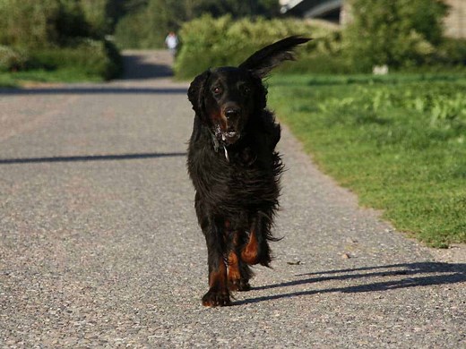 Gordon Setter Dog Breed Information - 15 Things to Know - Your Dog Advisor