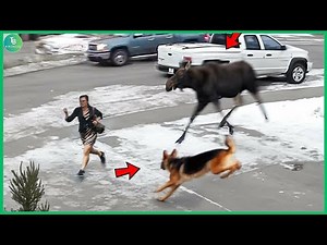 50 Hero Animals That Saved Human Lives | Best Moments of 2025 #9