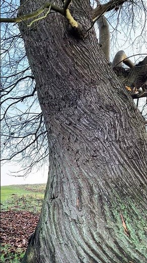 Twisted tree trunk