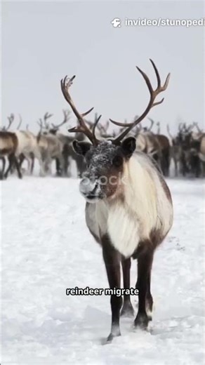 Wildlife of Siberia – The Frozen Kingdom | STUNOPEDIA #wildlife #Siberia #NatureShorts