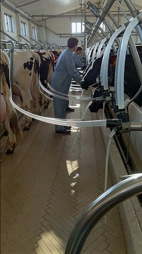 Modern Cow Milking with Automatic Robot Systems