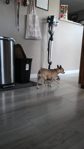 Getting braver around the phone box, now lovingly referred to as "the butt" (finding Nemo reference) 🐠 | Fur The Love of Fostering