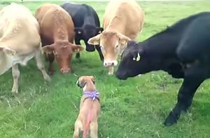 Boxer puppy greeted by herd of cows.