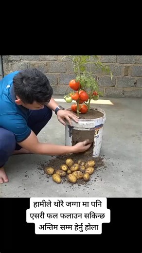Ultimate Guide to Planting Potatoes Outdoors