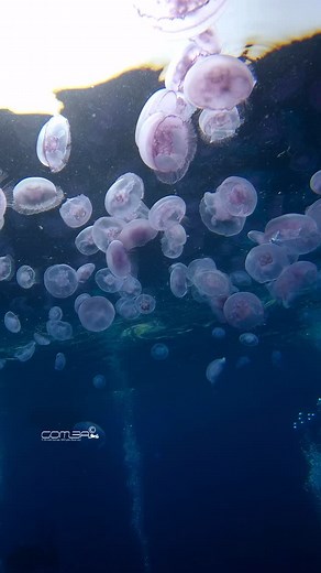 When the sea turns into a slow-motion Galaxy 🪼🪼✨ credit: @ahmed_nemo @easydive #Ambassador @diveclick 📍#galaxy #jellyfish #redsea #hurghada #sharmelsheikh #easydiverman #gopro #jellyfishes #coralreef #océan #oceanman #sealife #divingsafari #liveaboard #liveaboarddiving #liveaboardlife | Ahmed Gomaa
