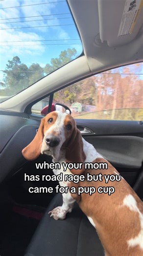 I wonder if she thinks I’m insane #dogmom #pupcup #carride #roadrage #playlist