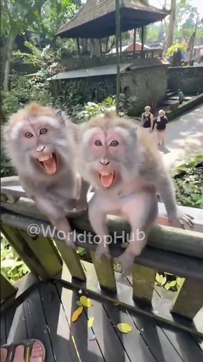 5 Very Funny & Entertaining Monkey Pranks 😂🐒 | Try Not to Laugh!#funny #lol #funnyvideos #comedy