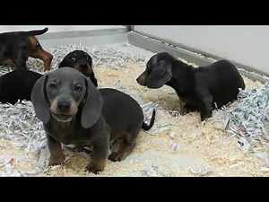 Teckel pups te koop - chiots à vendre