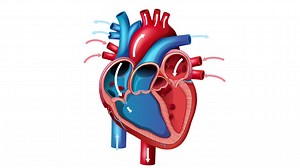 Detailed animation of mitral valve prolapse, illustrating heart anatomy and blood flow with clear, educational visuals | Premium Stock Video Footage