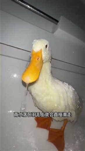 下雨鴨子不跑，真的是為了聽打雷嗎？ #動物科普 #鴨子