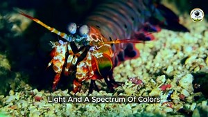 Top Zoologist Reveals SECRET World of Bizarre Animals