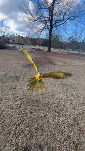 13K views · 1.1K reactions | Releasing Luffy and Zoro, we had a helicopter fly over as they were in the air, fortunately they stayed level headed and were not bothered. I get a lot of comments asking why they don’t fly away. These guys are free flight trained, they were started at a young age and went through some extensive training. The training isn’t something I go into detail online but it is something I am willing to teach in person. | Straw Hat Parrots | Facebook