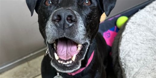 Humane Society sees unprecedented number of shelter dogs due to families leaving Hawaii