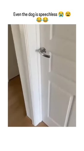 𝐀𝐥𝐥 𝐓𝐲𝐩𝐞 𝐑𝐞𝐞𝐥 🌏🧿 on Instagram: "The video shows a young child playfully shaving a perfect circular bald spot on a Border Collie's head with electric clippers, resulting in the dog's wide-eyed, stunned reaction that matches the post's caption about it being "speechless." Posted today by @all_reelender , a user focused on lighthearted content, the clip amassed over 700,000 views and 8,000 likes in hours, sparking replies emphasizing the humor of unexpected pet grooming fails. Though e