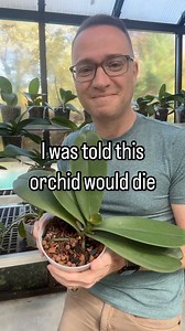 192K views · 509 reactions | Do you want to Become an Orchid Master?...