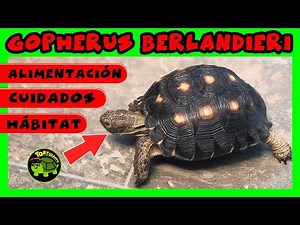 CUIDADOS BÁSICOS Y ALIMENTACIÓN GOPHERUS BERLANDIERI