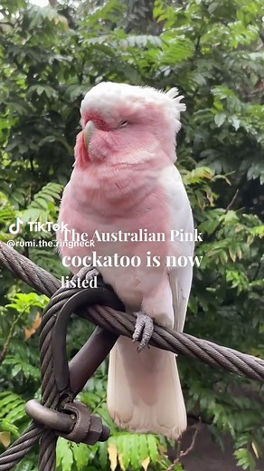 Endangered Australian Pink Cockatoo: Appreciating the Beauty of this Rare Species