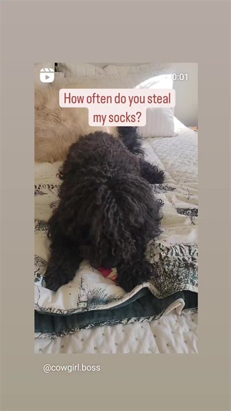 1K views · 52 reactions | Anyone else have a sock stealer in their house? 藍 | Cowgirl Boss | Facebook