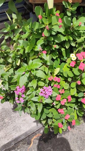 Hedera helix Spathiphyllum lanceifolium row vector in matrix multiplication VID20260524104511
