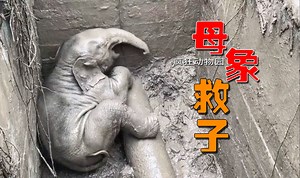 伟大的象妈妈，为了救自己的孩子，不惜舍掉自己的生命！