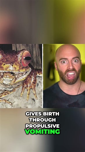 Frog Mom Swallows Babies, Gives Birth By Vomiting! #shorts