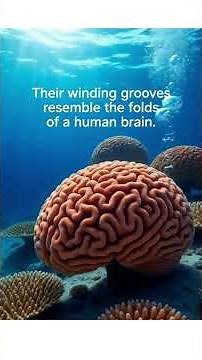 🪸 Amazing Facts About Coral | Incredible Coral Facts You Didn’t Know! #CoralFacts