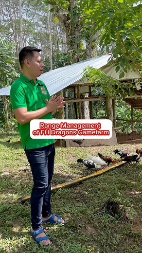 Range Management & FULL FARM TOUR VIDEO -Range Area ng FH Dragons Gamefarm this noon. | Nurse Breeder