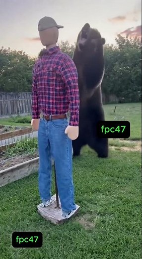 When The Bear Touched The Wrong Scarecrow 🐻⚡#animals #nature #wildlife