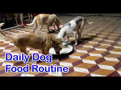 Daily Dog Food Routine Before Bed Habits for Better Sleep & Health