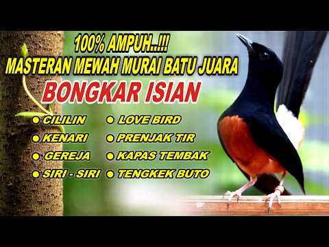 🔴 LIVE 77 - Masteran Murai Batu Full Isian Tembakan kasar & mewah, Bikin Murai batu nyaut gacor