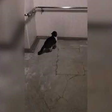 【喧嘩】リアル喧嘩動画