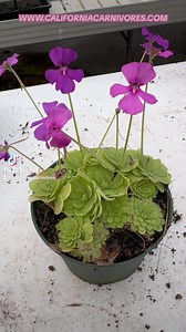 1.7K views · 78 reactions | We love to grow out Pinguicula from seed to see the variations! Let’s take a look at these! www.californiacarnivores.com | California Carnivores | Facebook