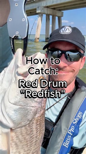 Juran Adventures on Instagram: "How to catch redfish three different ways while inshore fishing. How to rig and fish cut bait, live shrimp, and artificial baits for redfish. #fishing #inshorefishing #redfish #surffishing"