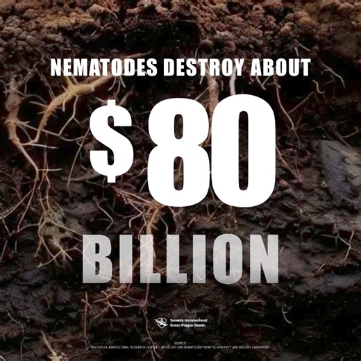 🌱 Are nematodes silently sabotaging your crops? These tiny pests can cause massive damage, leading to stunted growth and reduced yields. But not anymore. ​ 👉 The revenge against nematodes begins today. | Seminis Vegetable Seeds - United States/Canada