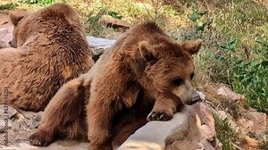 The brown bear, Ursus arctos, is a large bear species found across Eurasia and North America
